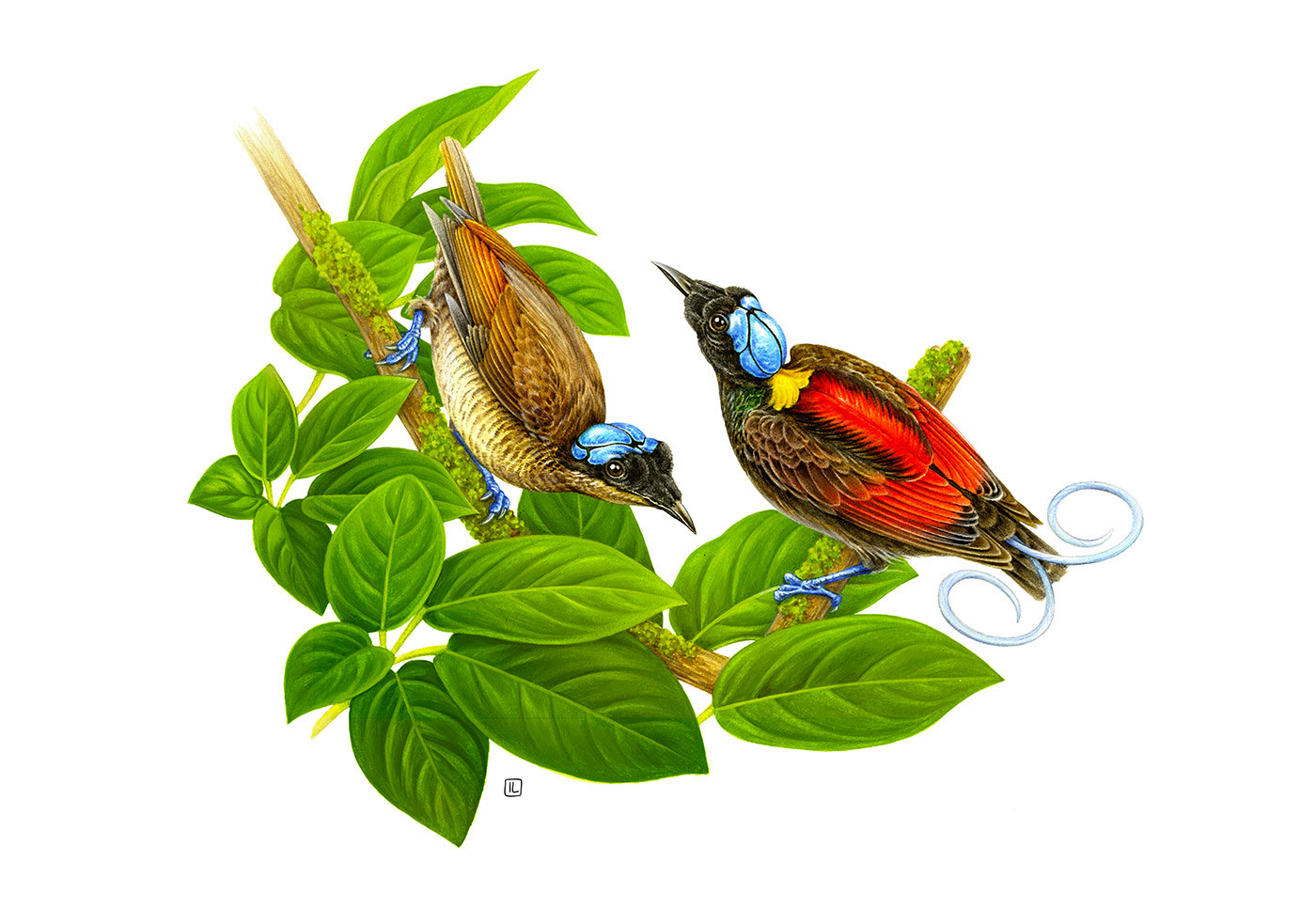 <a href=http://www.dekaron.com.cn/sheji/chahua/ target=_blank class=infotextkey>宋</a>Irene LaschiL<a href=http://www.dekaron.com.cn/sheji/chahua/ target=_blank class=infotextkey>宋</a>Ʒ