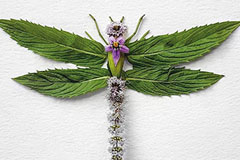 WGardenaƽVO(sh)Ӌļ